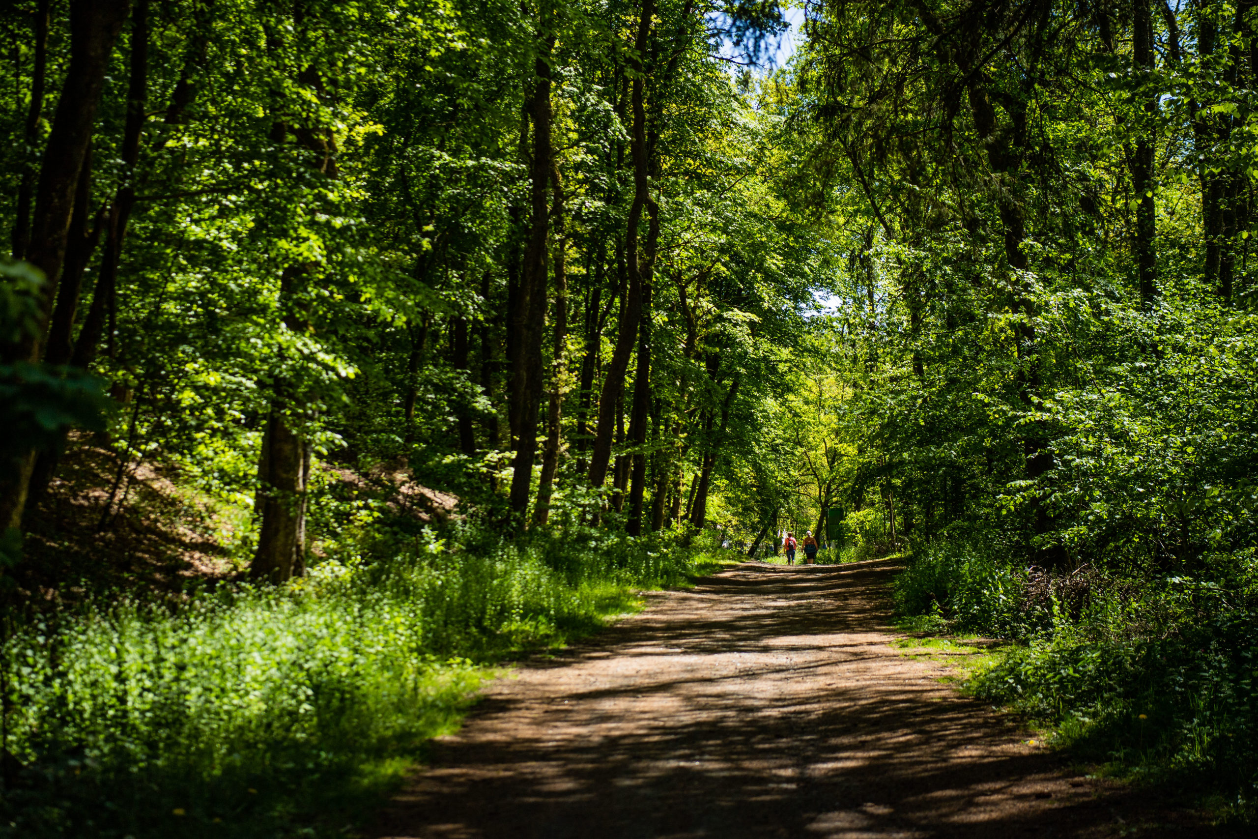 Les Forges de la forêt d’Anlier : un événement trail et sportif incontournable à Habay-la-Neuve le 20 juin 2026
