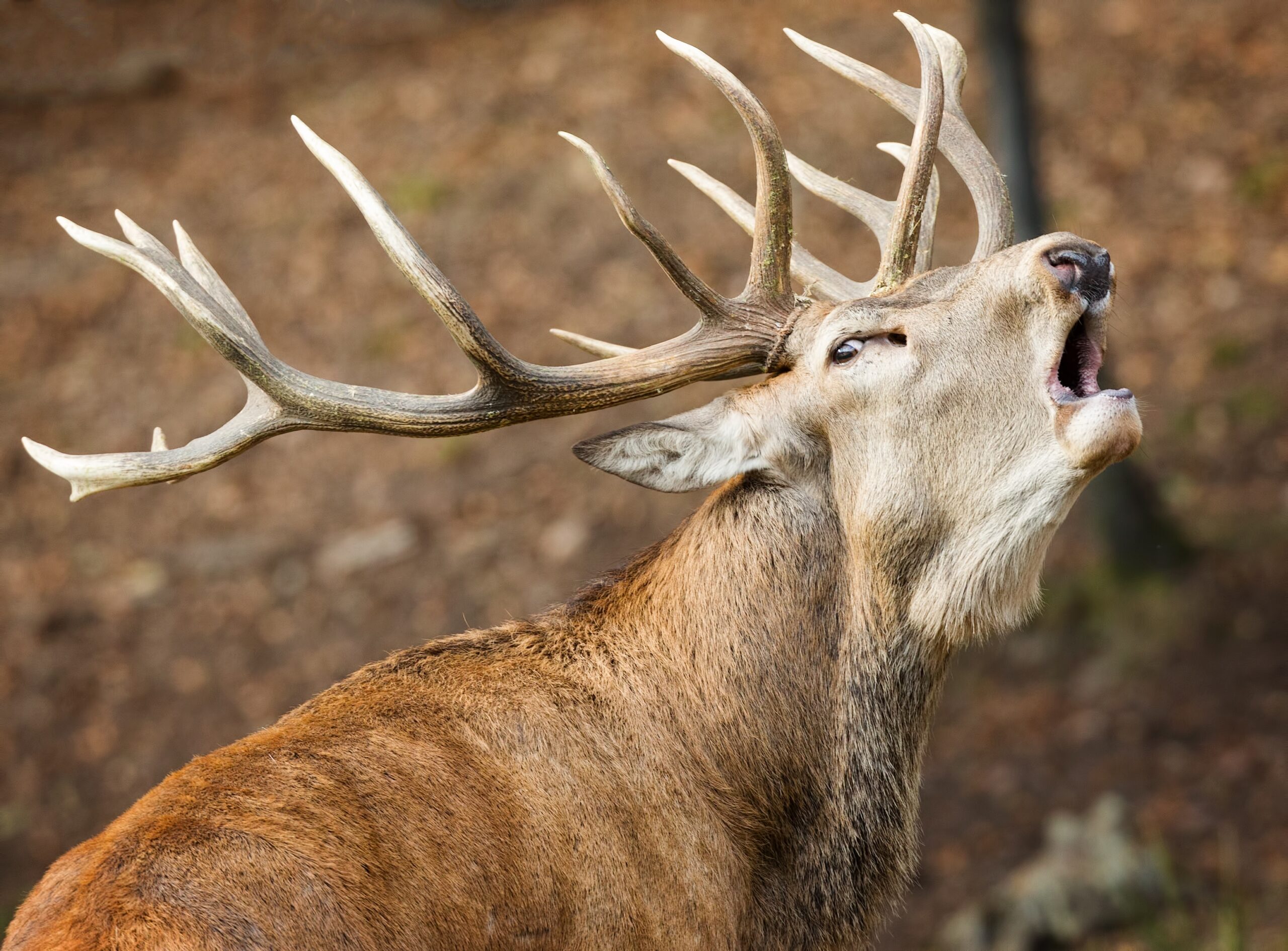 Brame du cerf en Forêt d’Anlier depuis notre hôtel en Ardenne