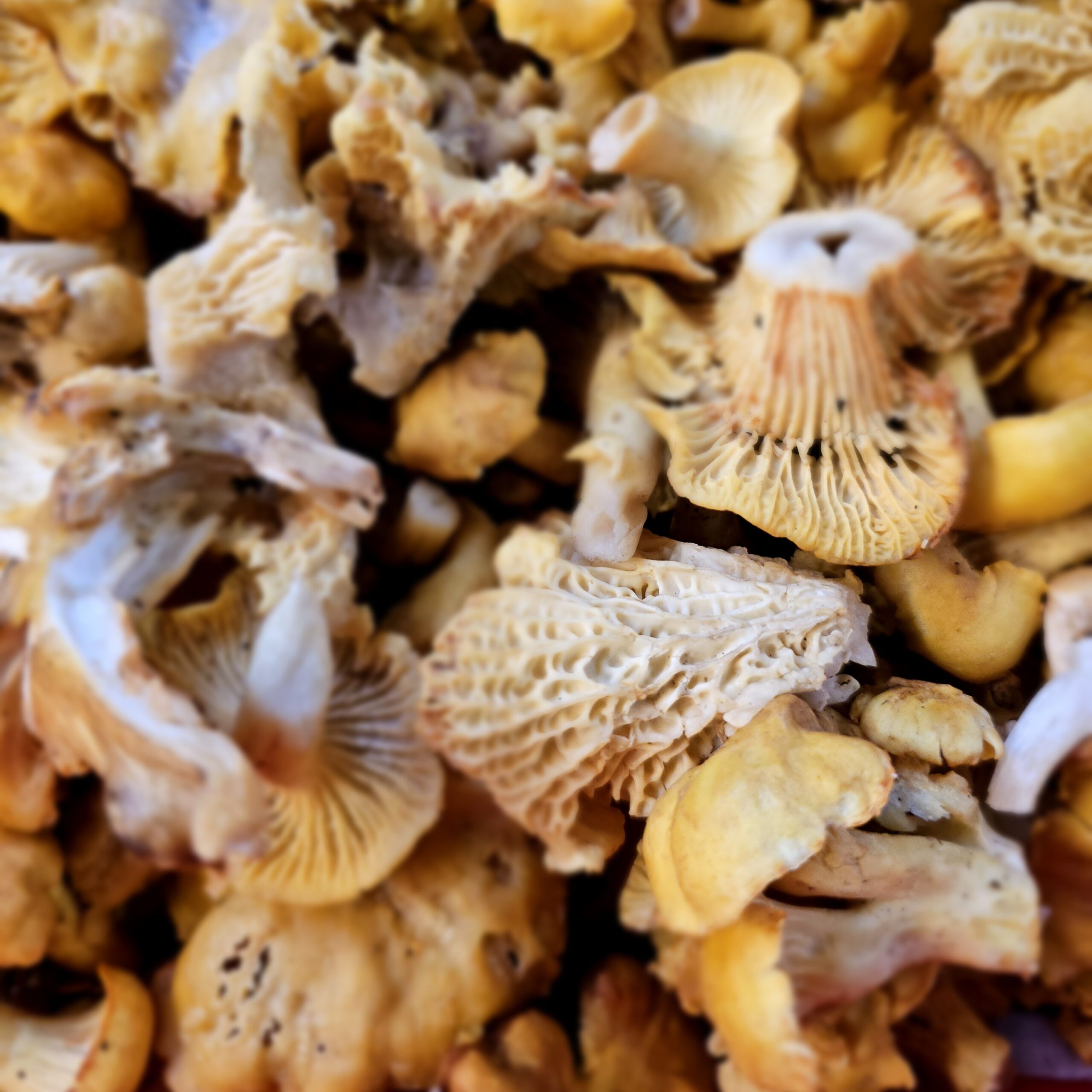🍄 À la découverte des champignons à Habay : une sortie accompagnée en forêt d’Anlier